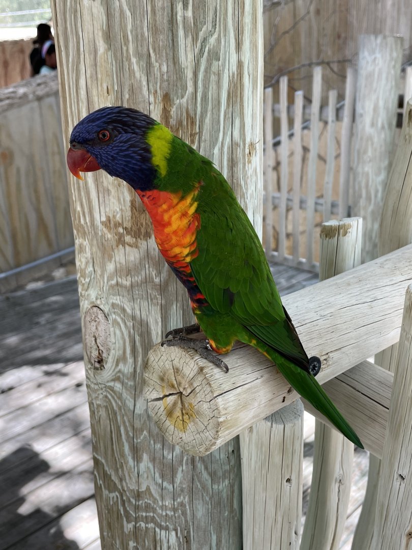 Rainbow lorikeet (Trichoglossus moluccanus)
