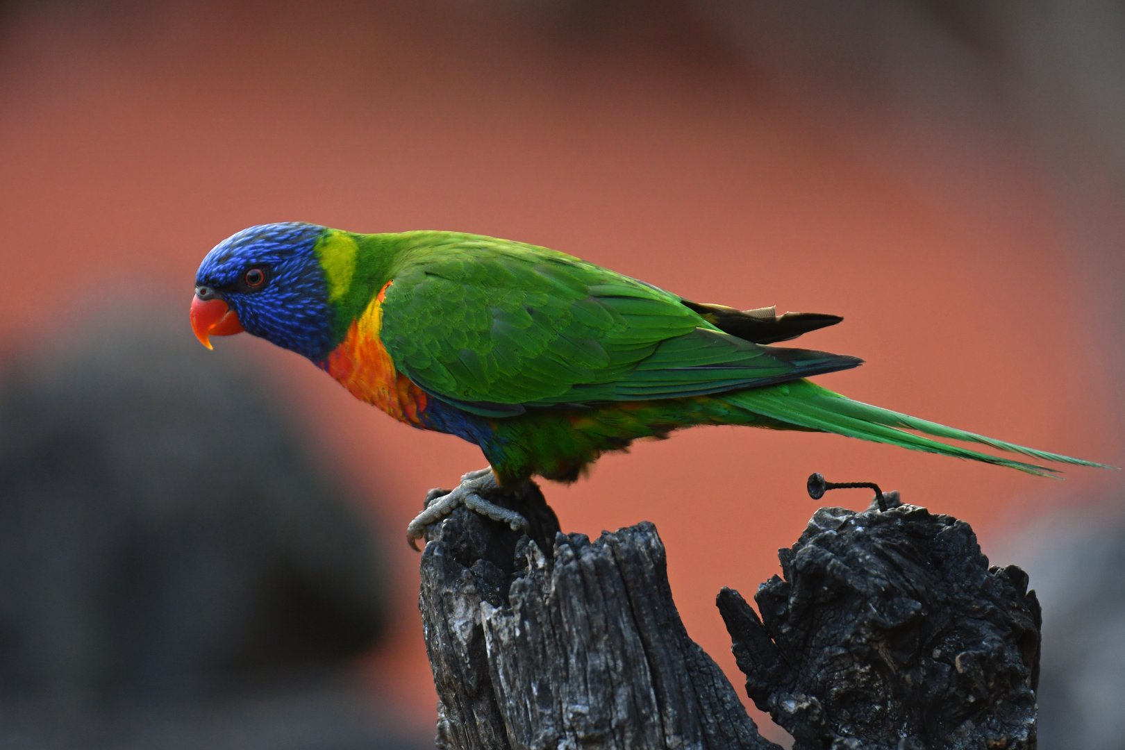 Rainbow Lorikeet Trichoglossus moluccanus