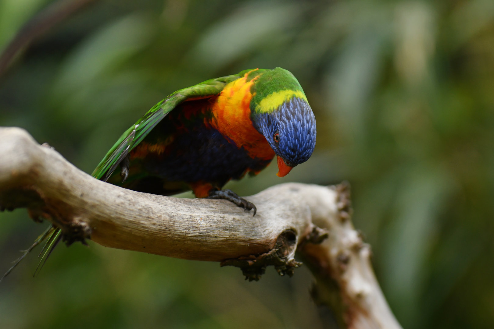 Rainbow Lorikeet Trichoglossus moluccanus