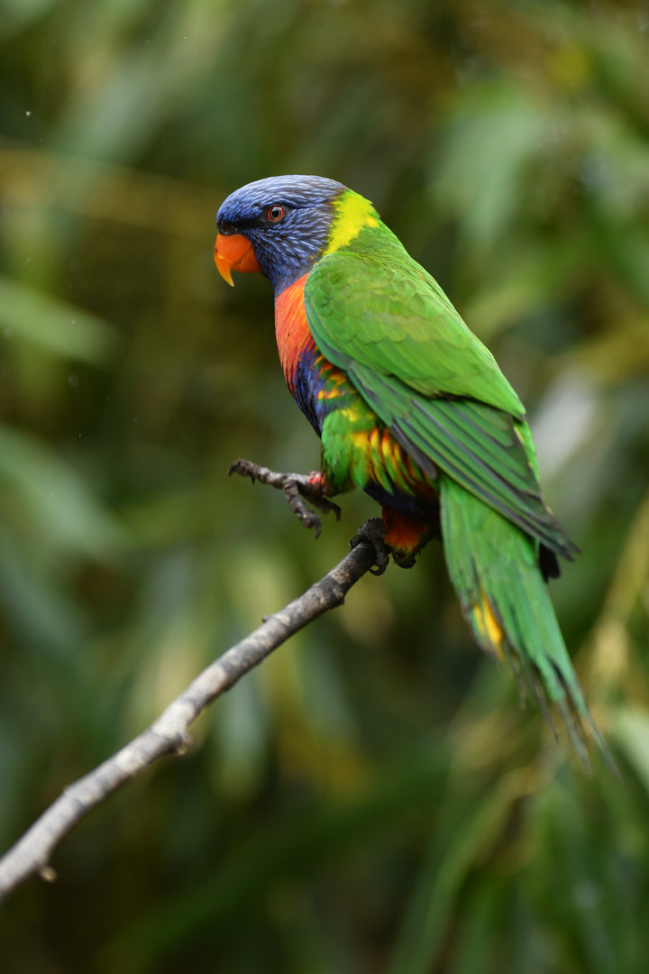 Rainbow Lorikeet Trichoglossus moluccanus