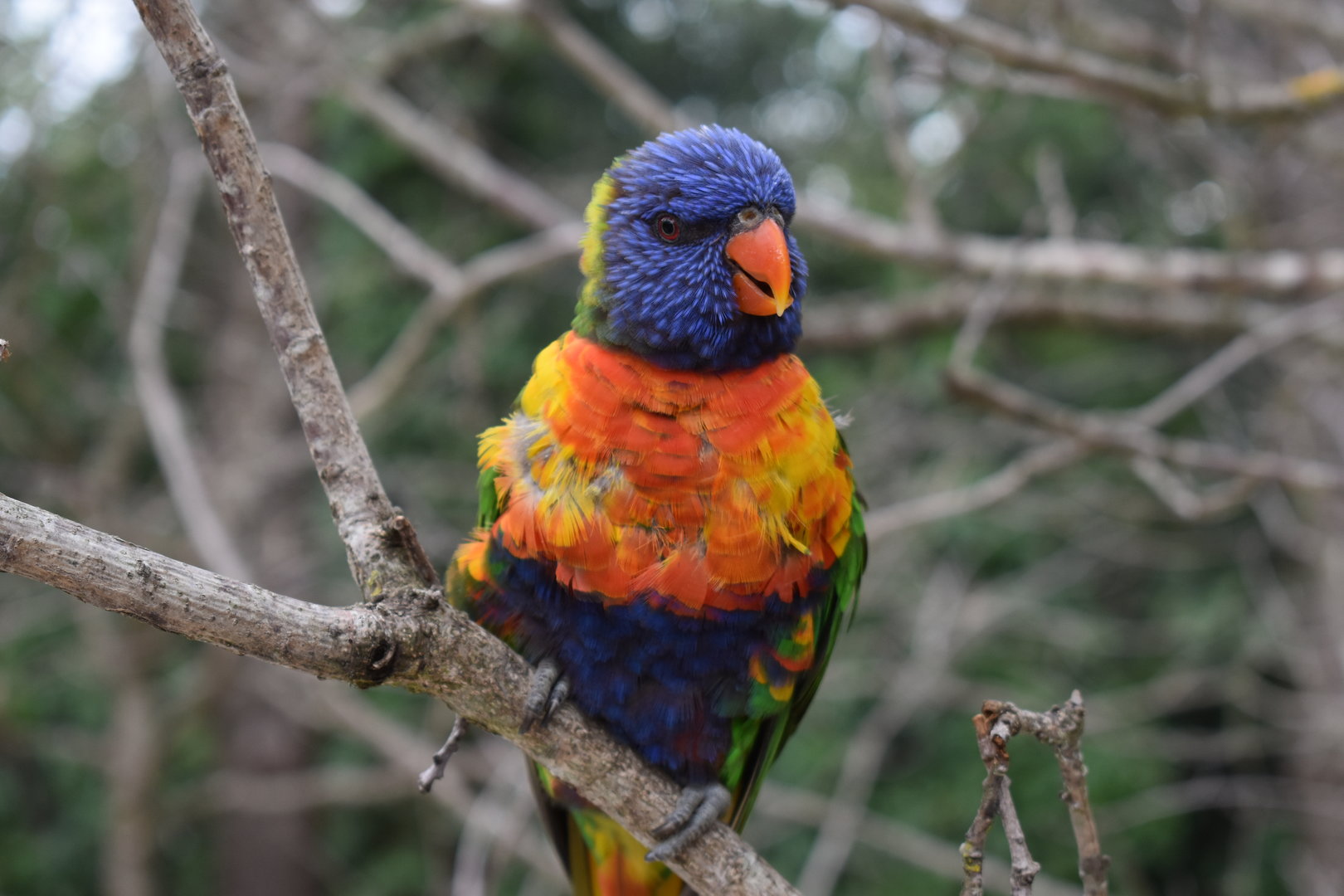 Rainbow Lorikeet - Trichoglossus moluccanus