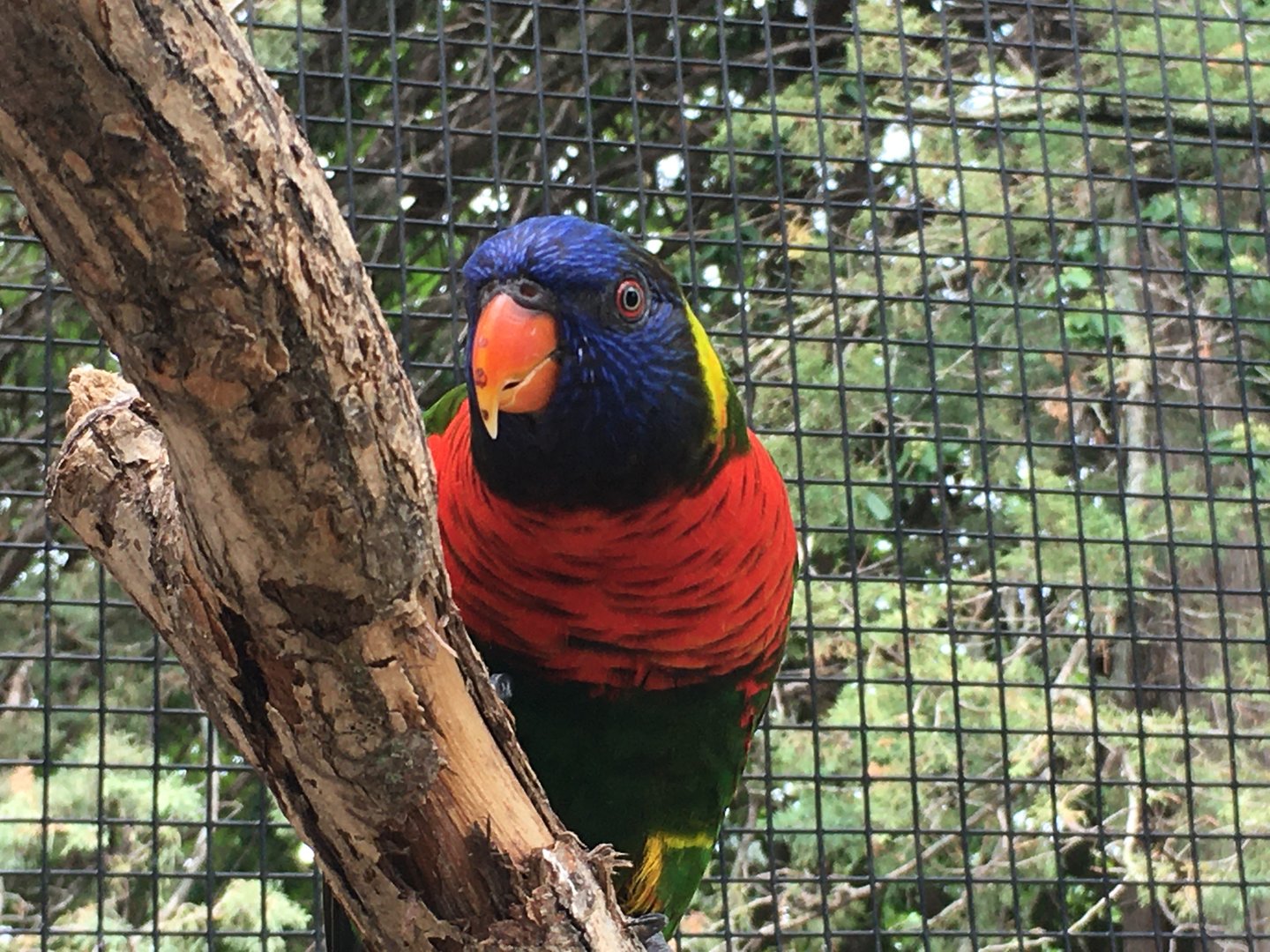 Rainbow Lorikeet (Trichoglossus moluccanus)