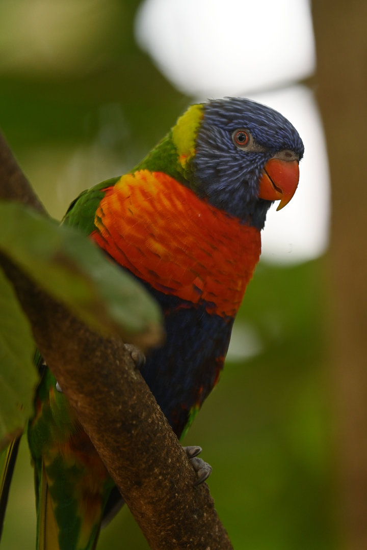 Rainbow Lorikeet Trichoglossus moluccanus