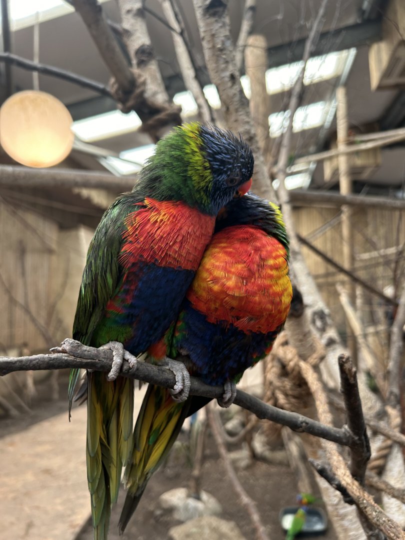 Rainbow Lorikeet (Trichoglossus moluccanus)