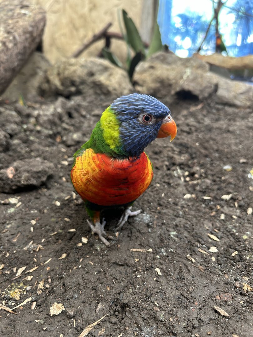 Rainbow Lorikeet (Trichoglossus moluccanus)