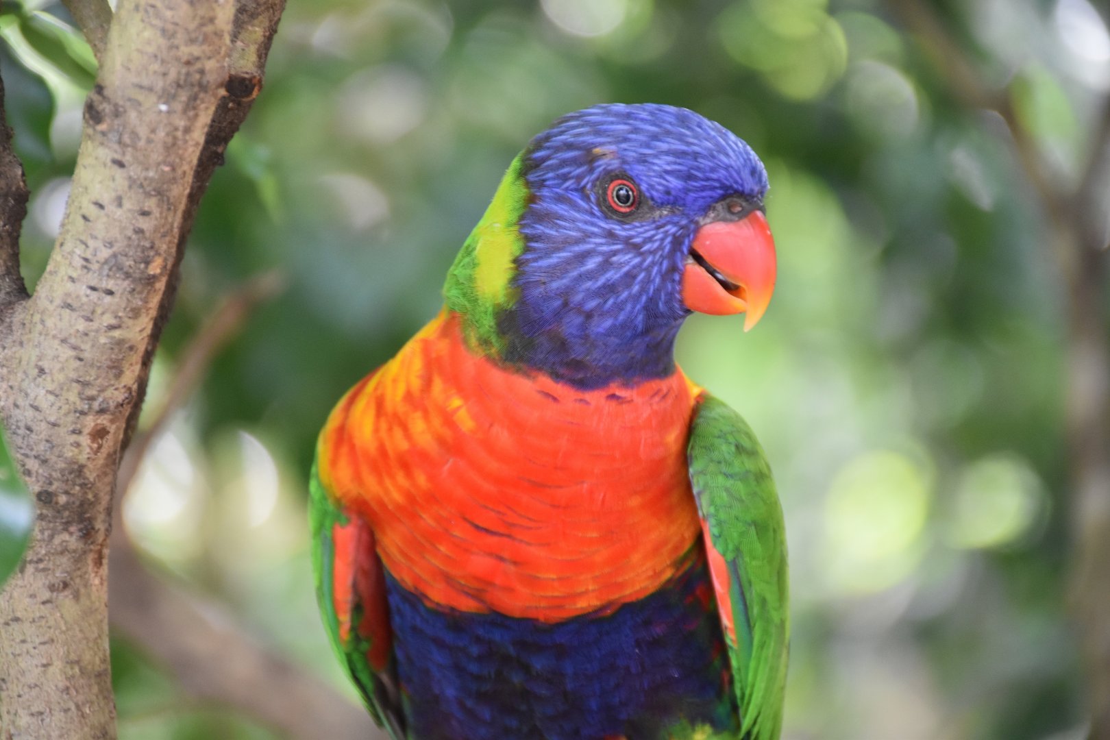 Rainbow Lorikeet (Trichoglossus moluccanus)
