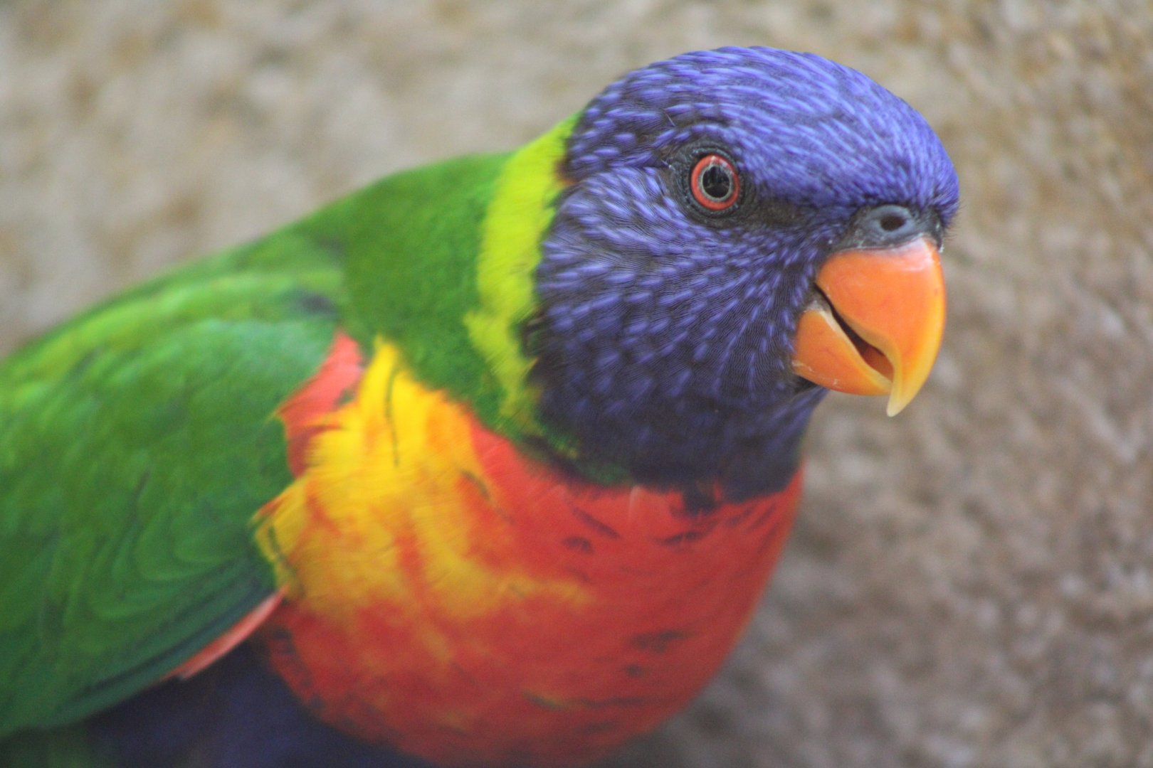 Rainbow Lorikeet (Trichoglossus moluccanus)