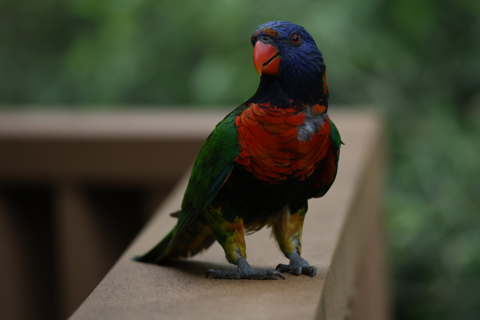 Rainbow lorikeet (Trichoglossus moluccanus)