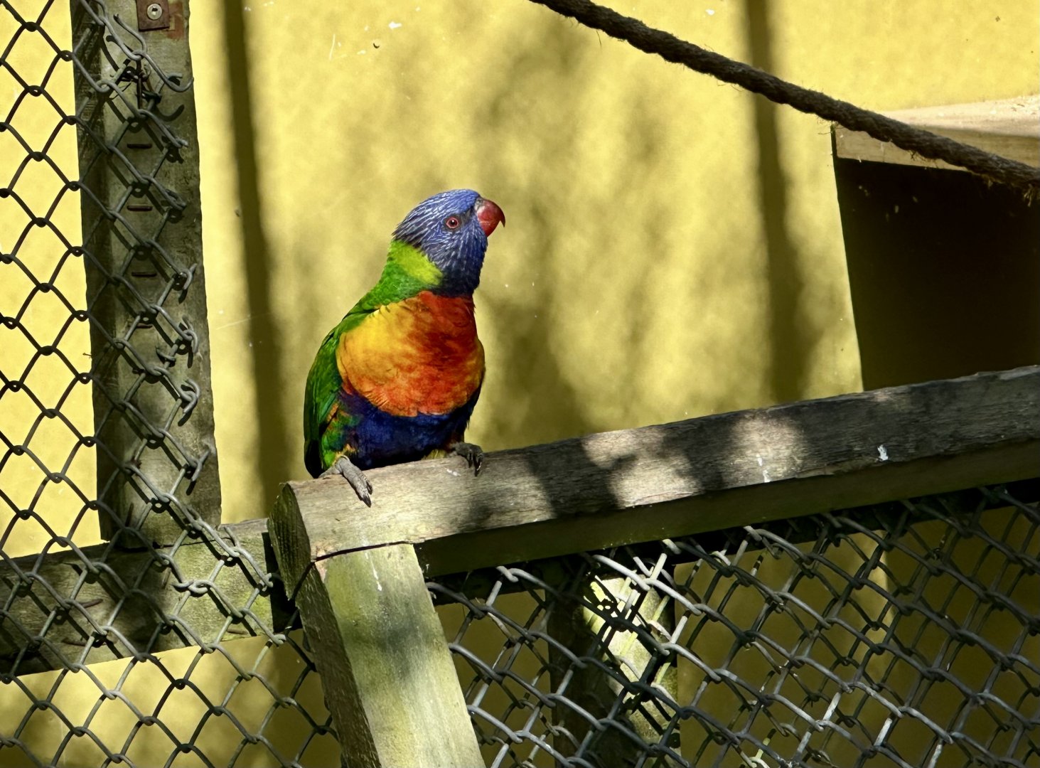Rainbow lorikeet (Trichoglossus moluccanus)