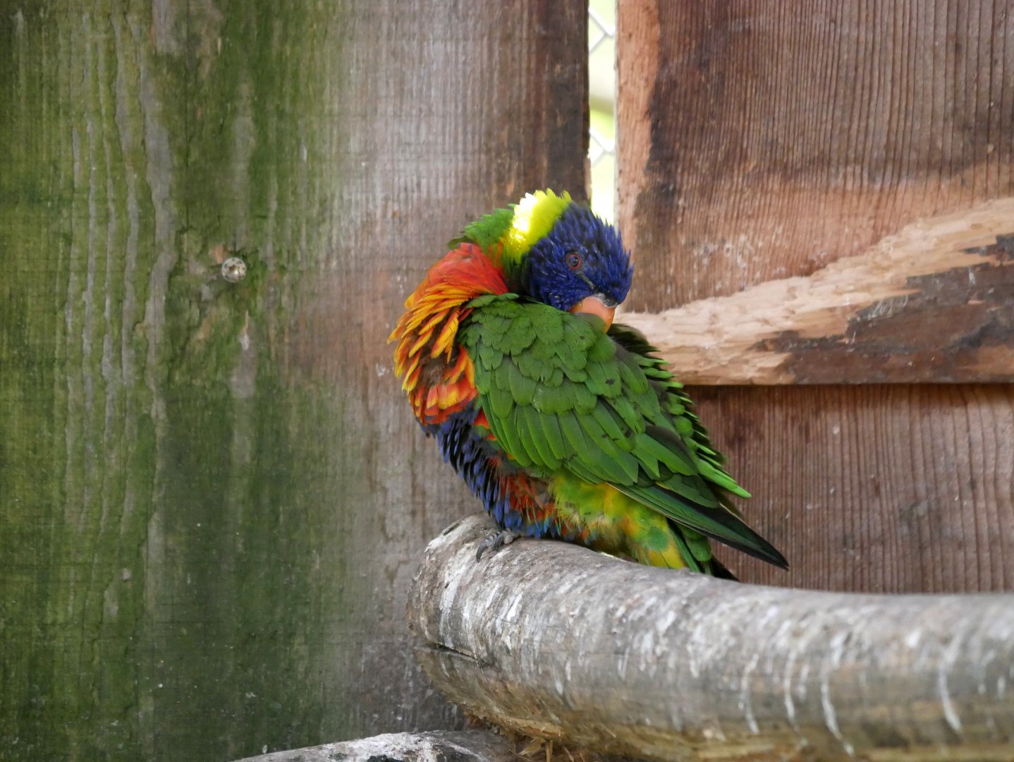 Rainbow lorikeet (Trichoglossus moluccanus)