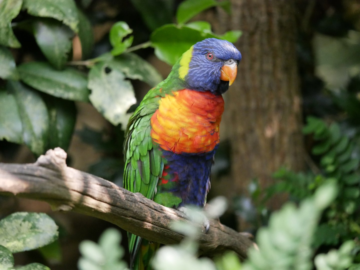 Rainbow lorikeet (Trichoglossus moluccanus)