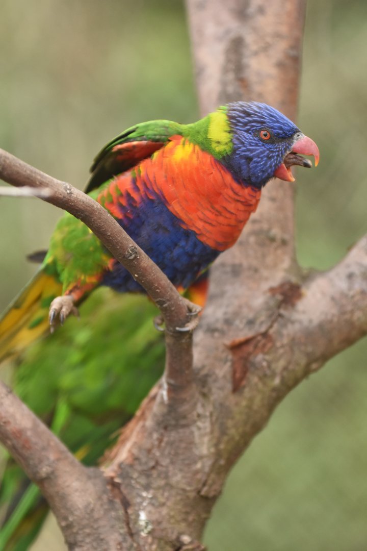 Rainbow lorikeet Trichoglossus moluccanus