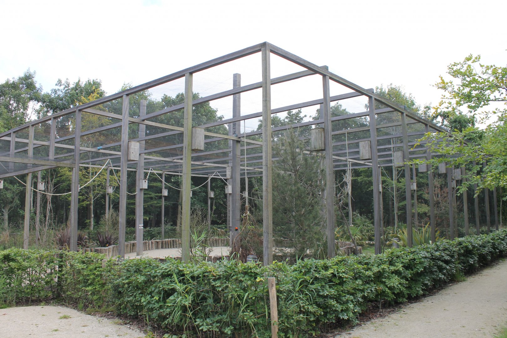 Rainbow lorikeet-walk-through