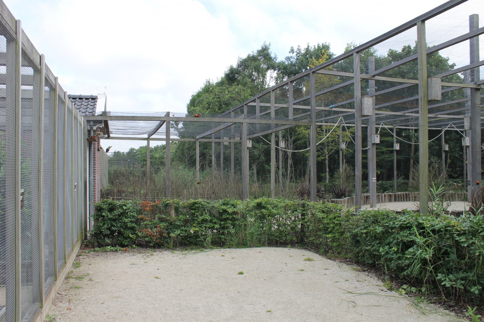 Rainbow lorikeet Walk-through