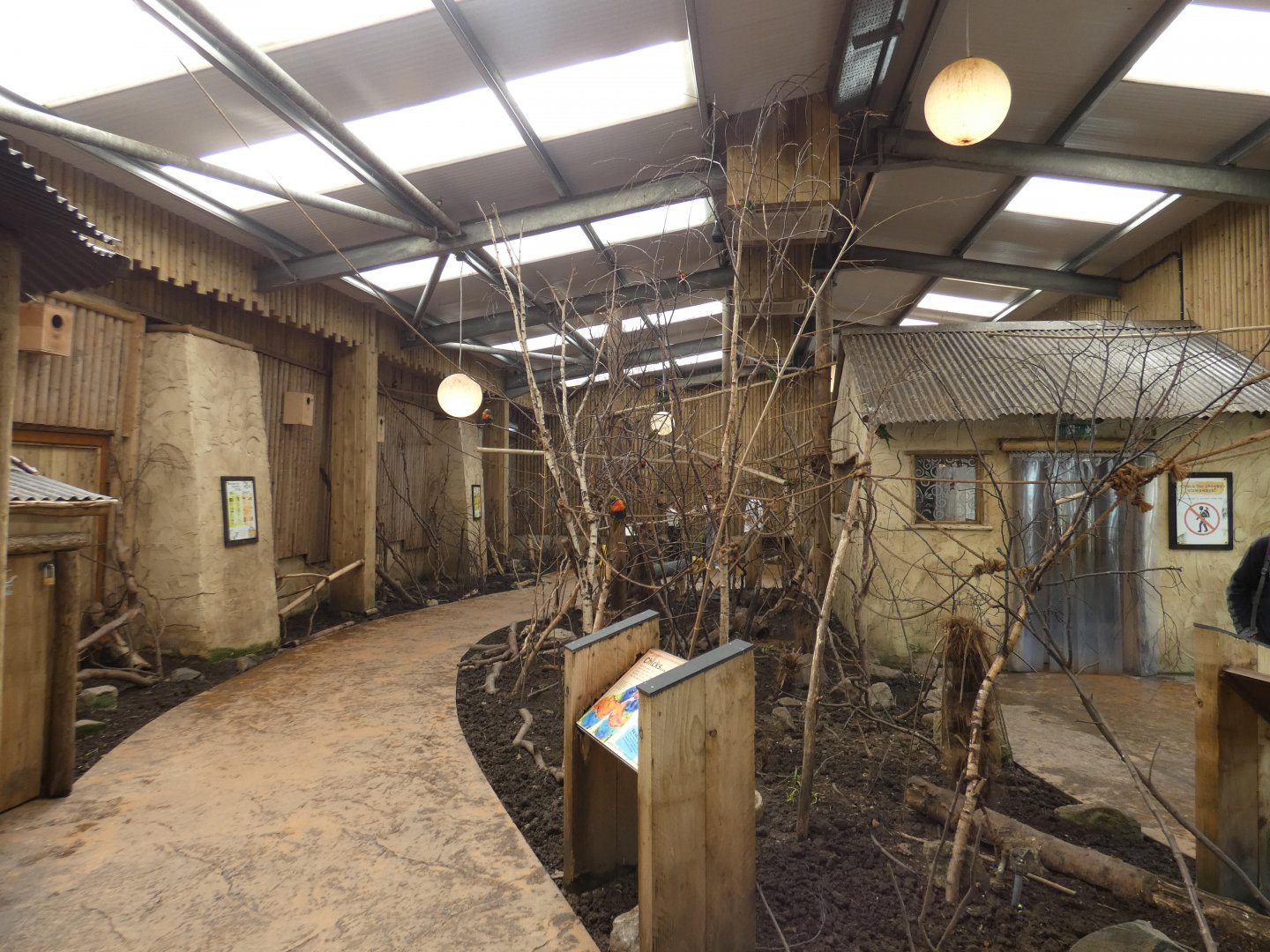 Rainbow lorikeet walk-through