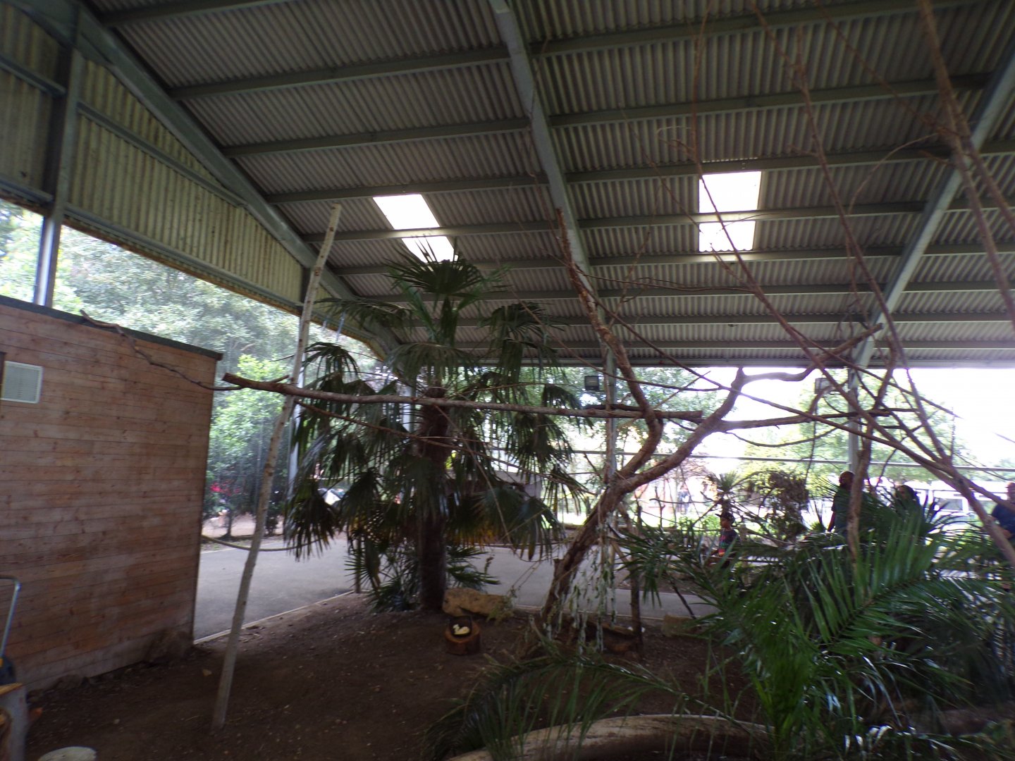 Rainbow lorikeet walkthrough 7.7.24