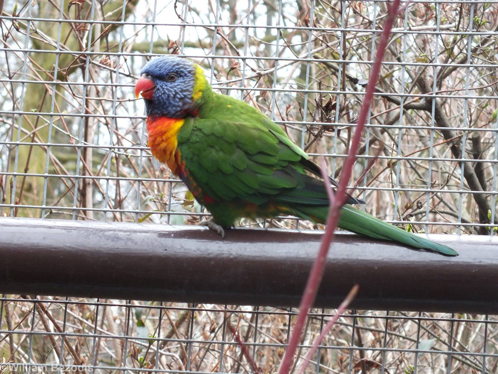 Rainbow Lorikeet - Walkthrough Aviary - Papua