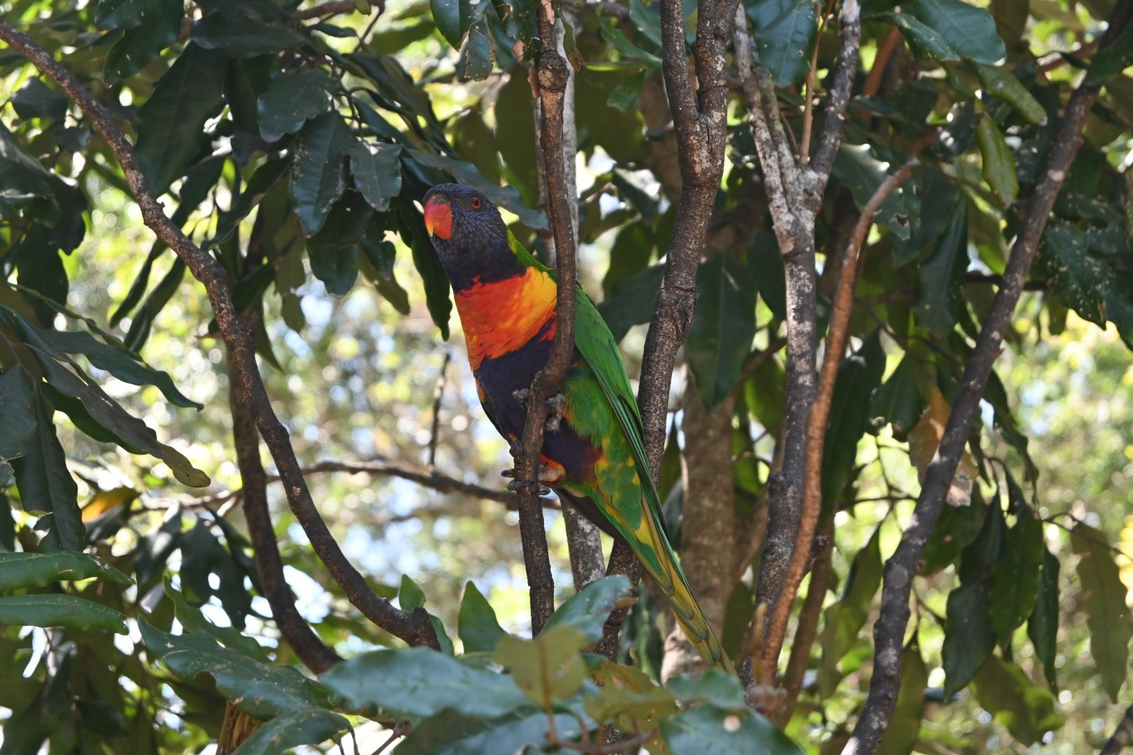 Rainbow Lorikeet - wild