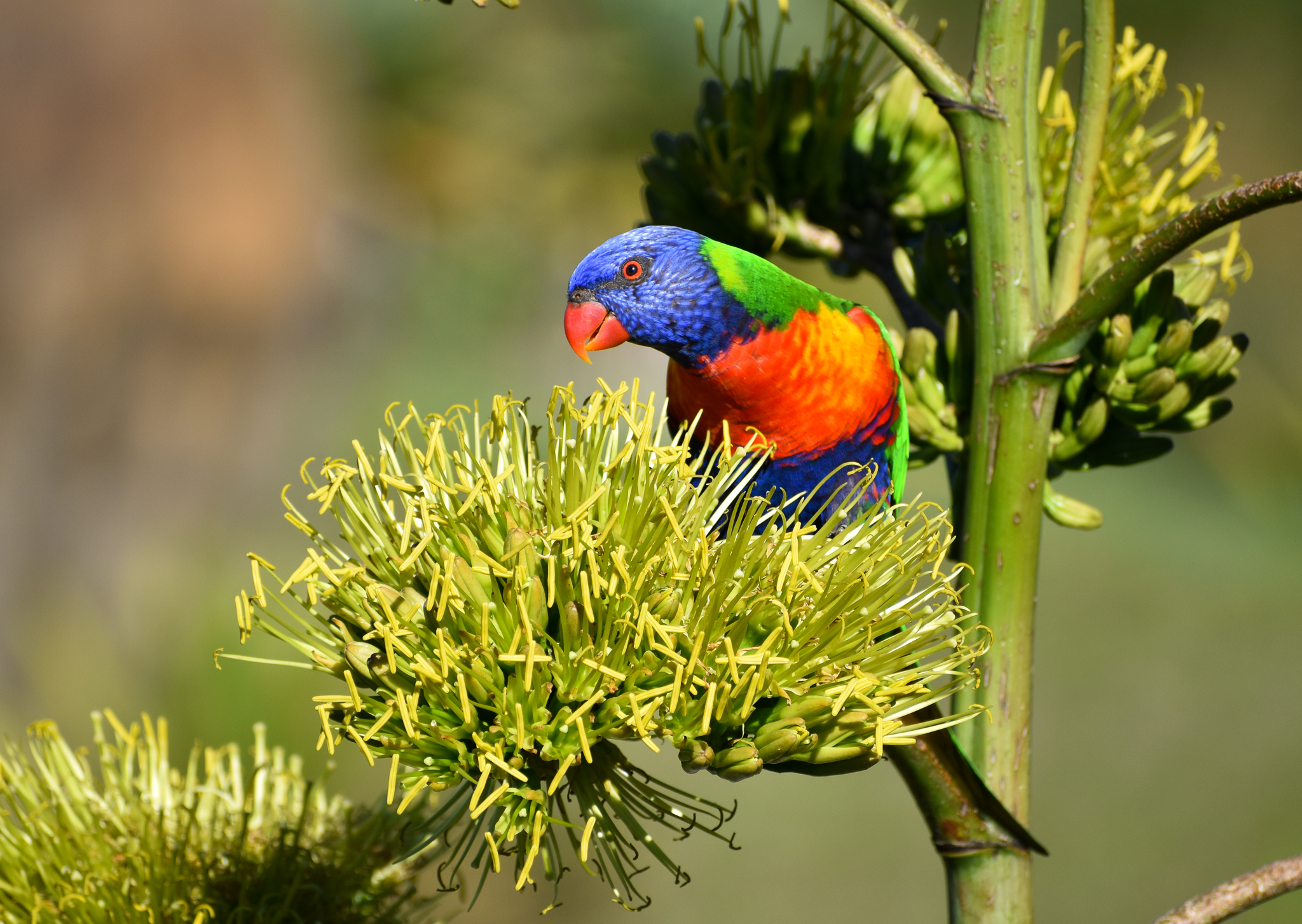 Rainbow Lorikeet - wild
