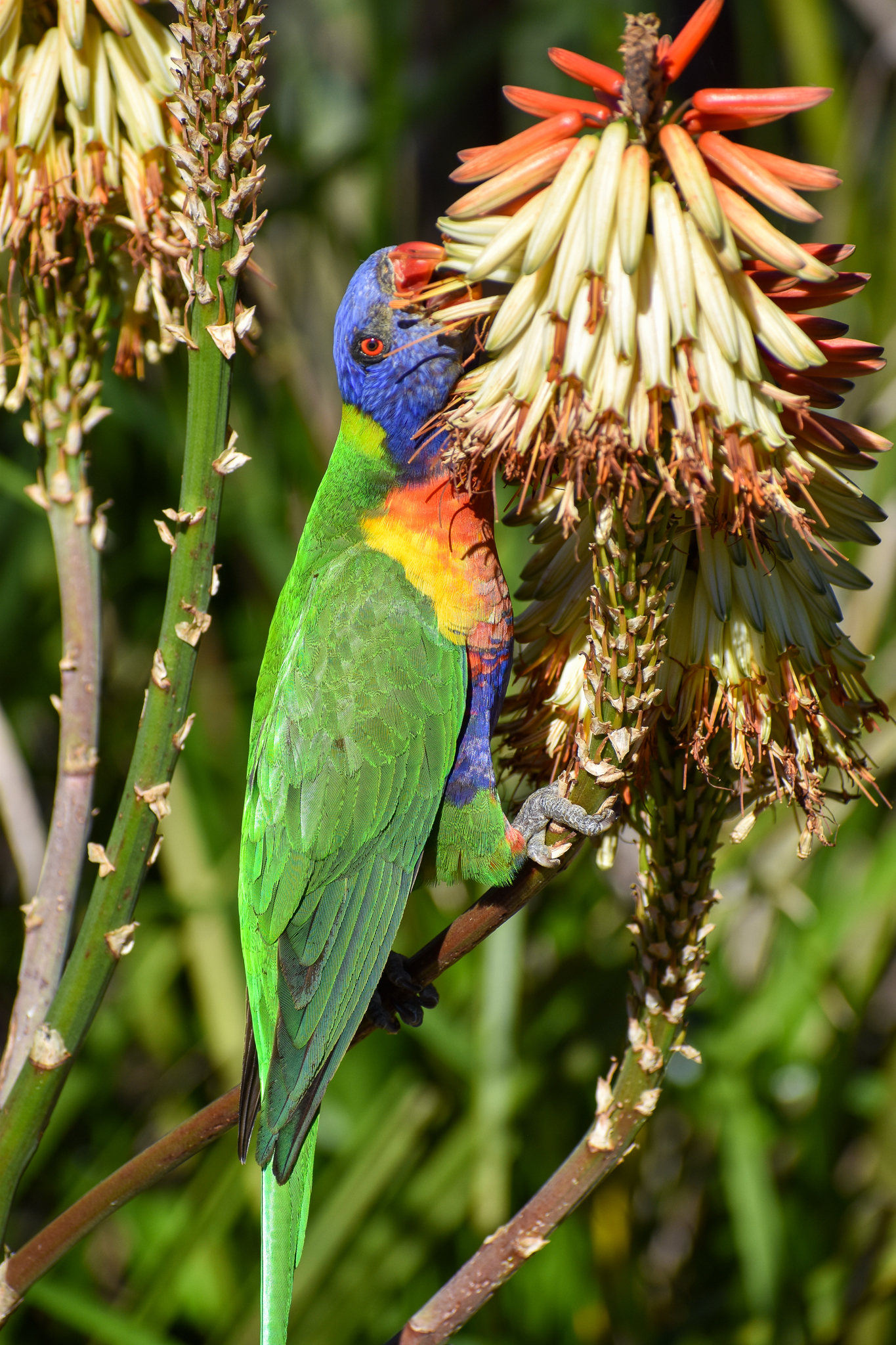 Rainbow Lorikeet - wild