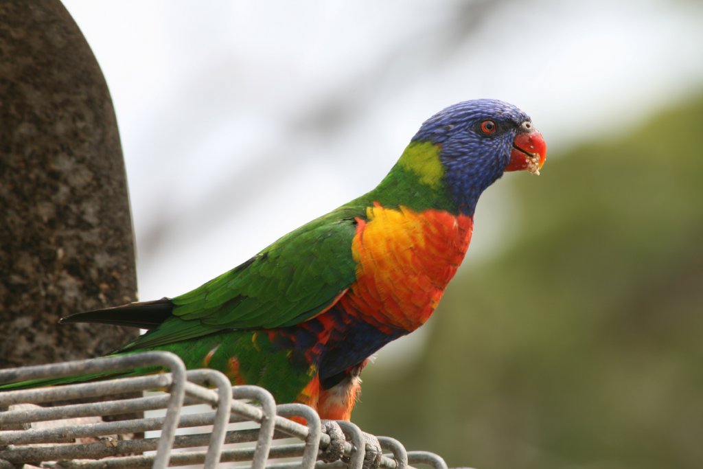 Rainbow Lorikeet - wild