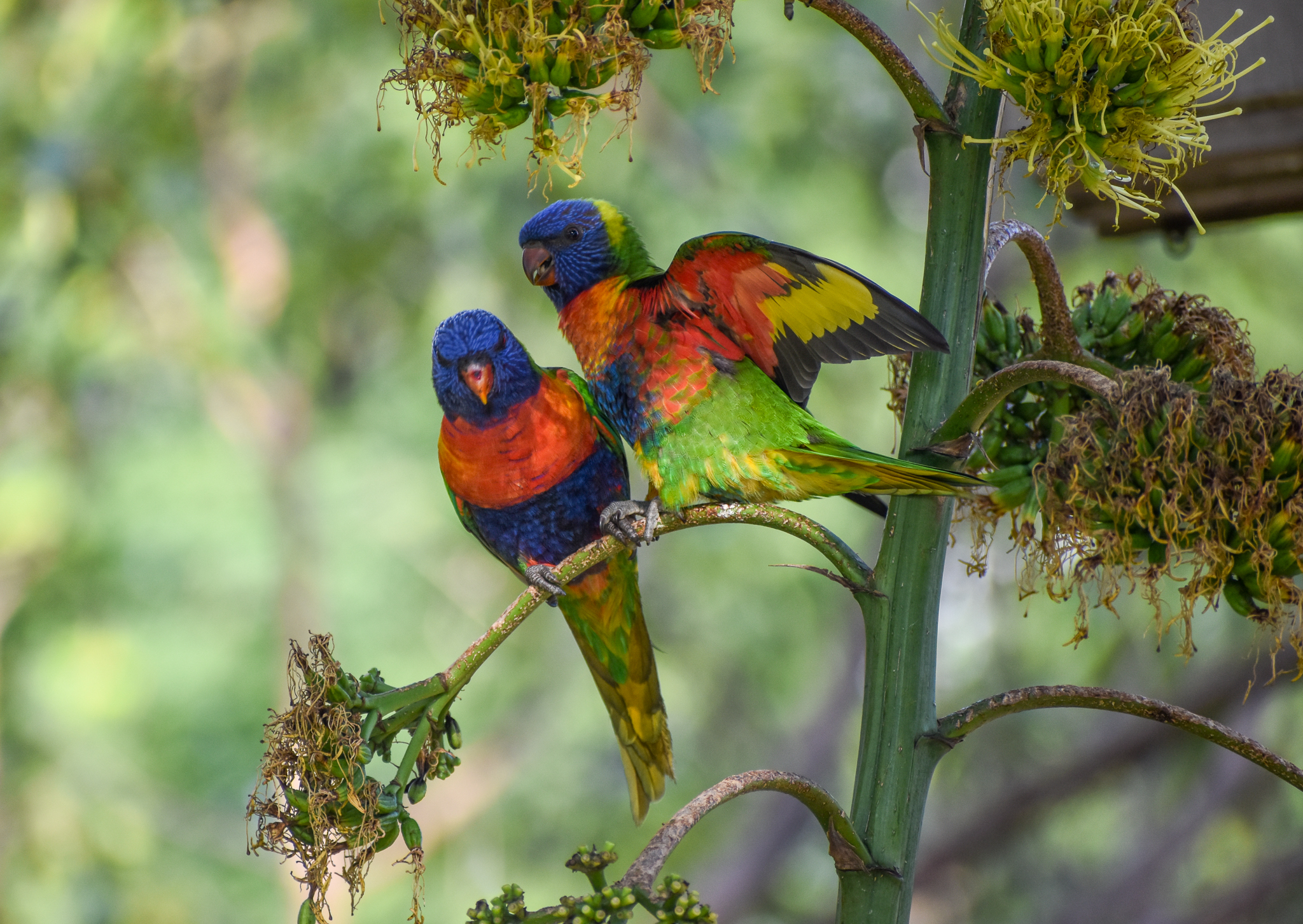 Rainbow Lorikeet with fledgling
