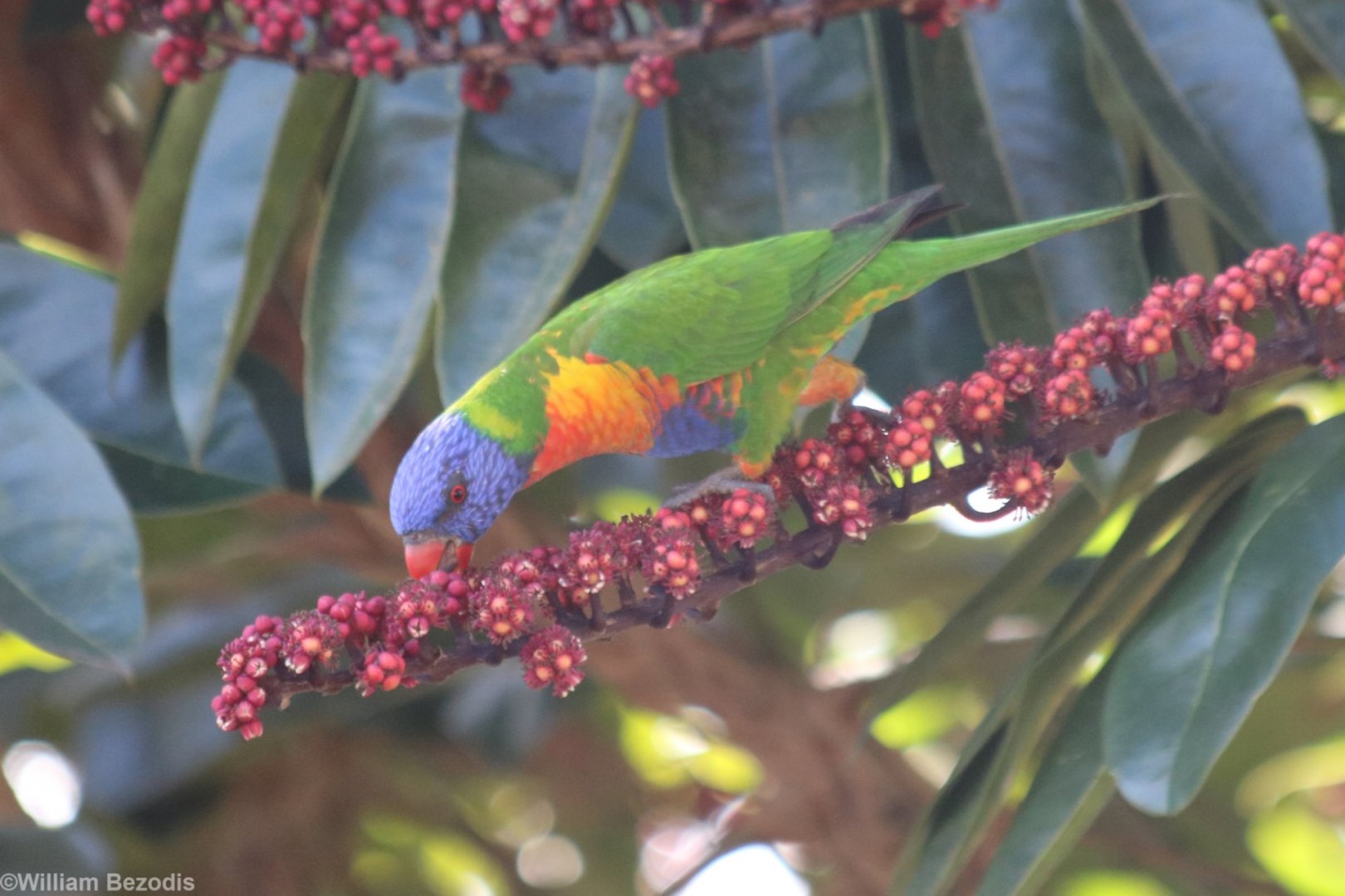 Rainbow Lorikeet - Yungaburra