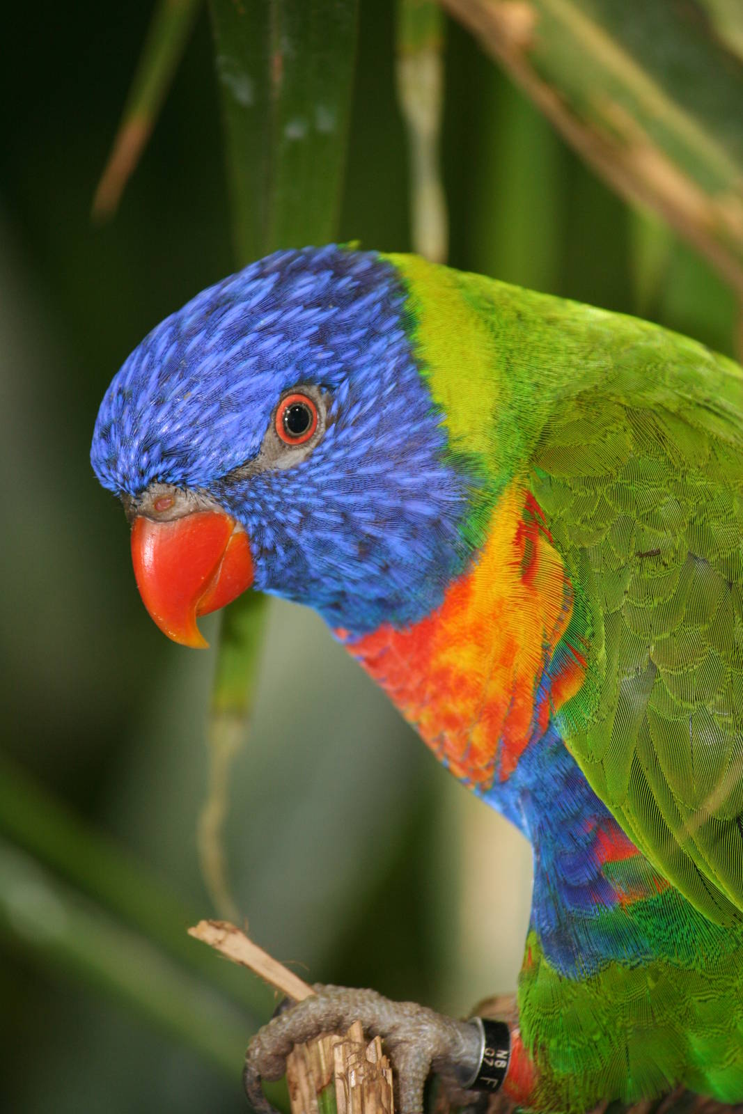 Rainbow Lorikeet