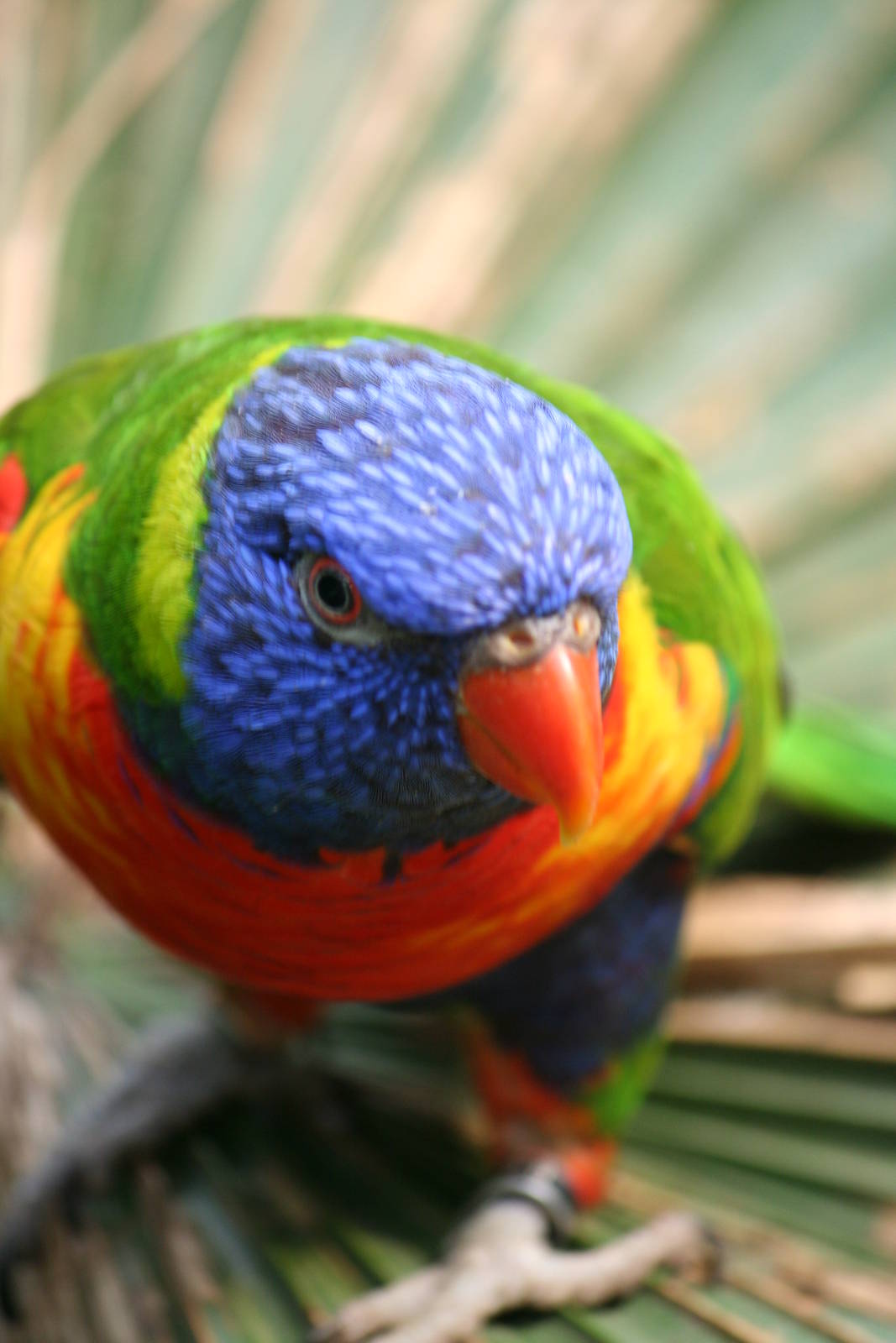 Rainbow Lorikeet