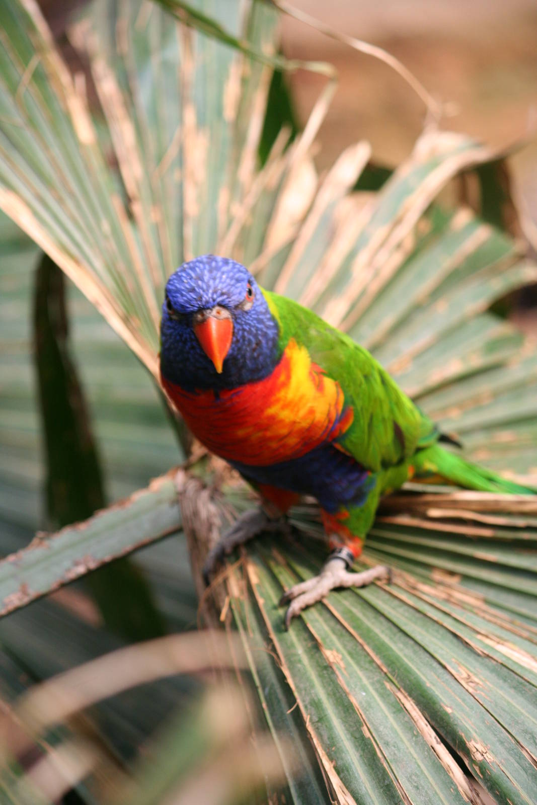 Rainbow Lorikeet