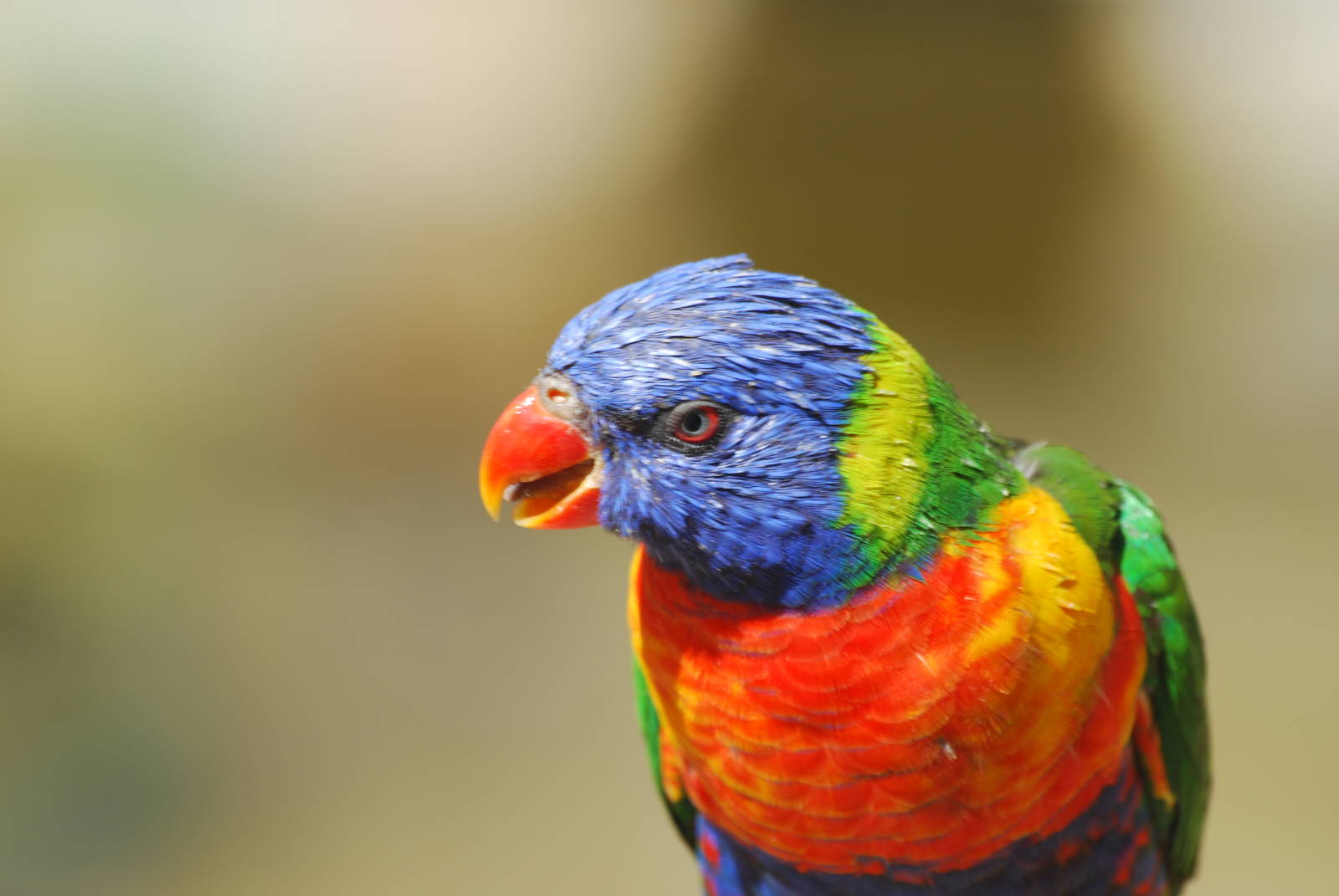 Rainbow lorikeet