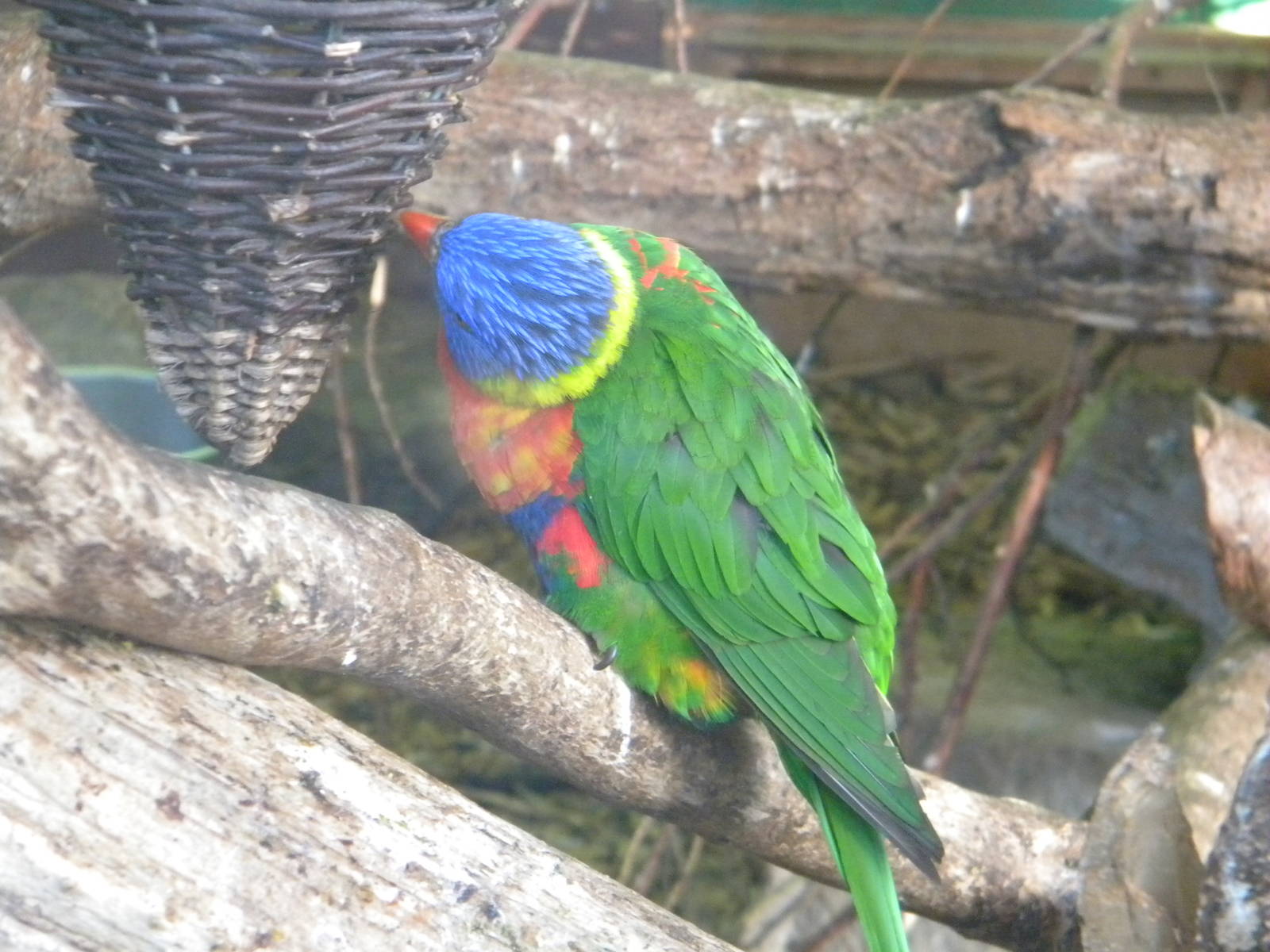 Rainbow Lorikeet.