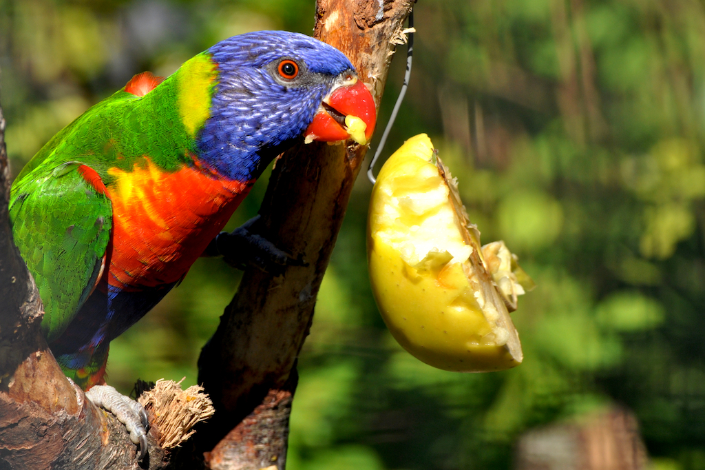 Rainbow Lorikeet