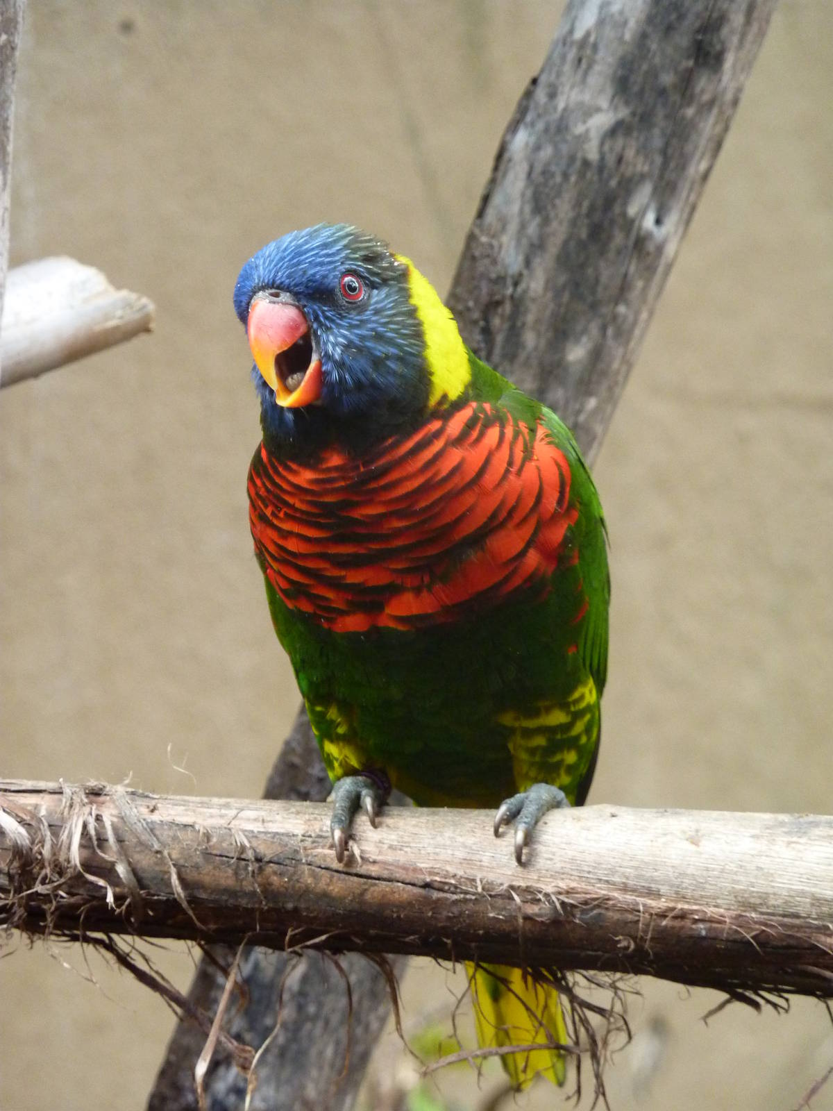 Rainbow lorikeet
