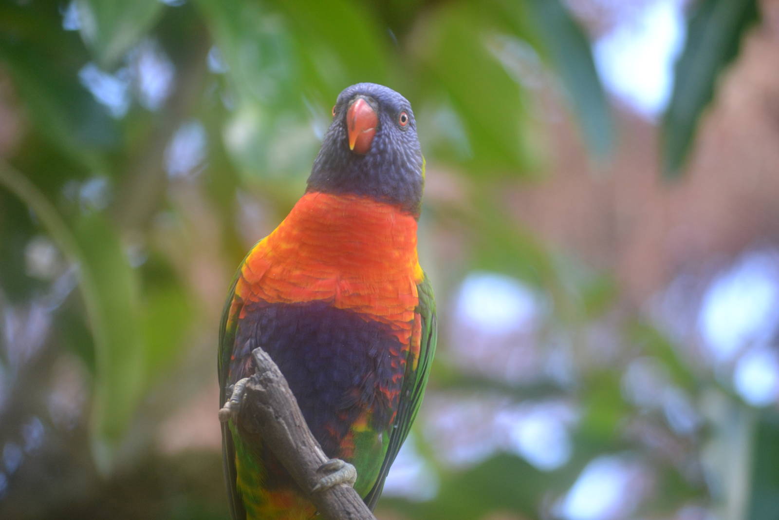 Rainbow Lorikeet