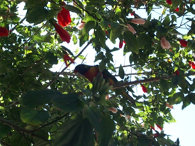 rainbow lorikeet