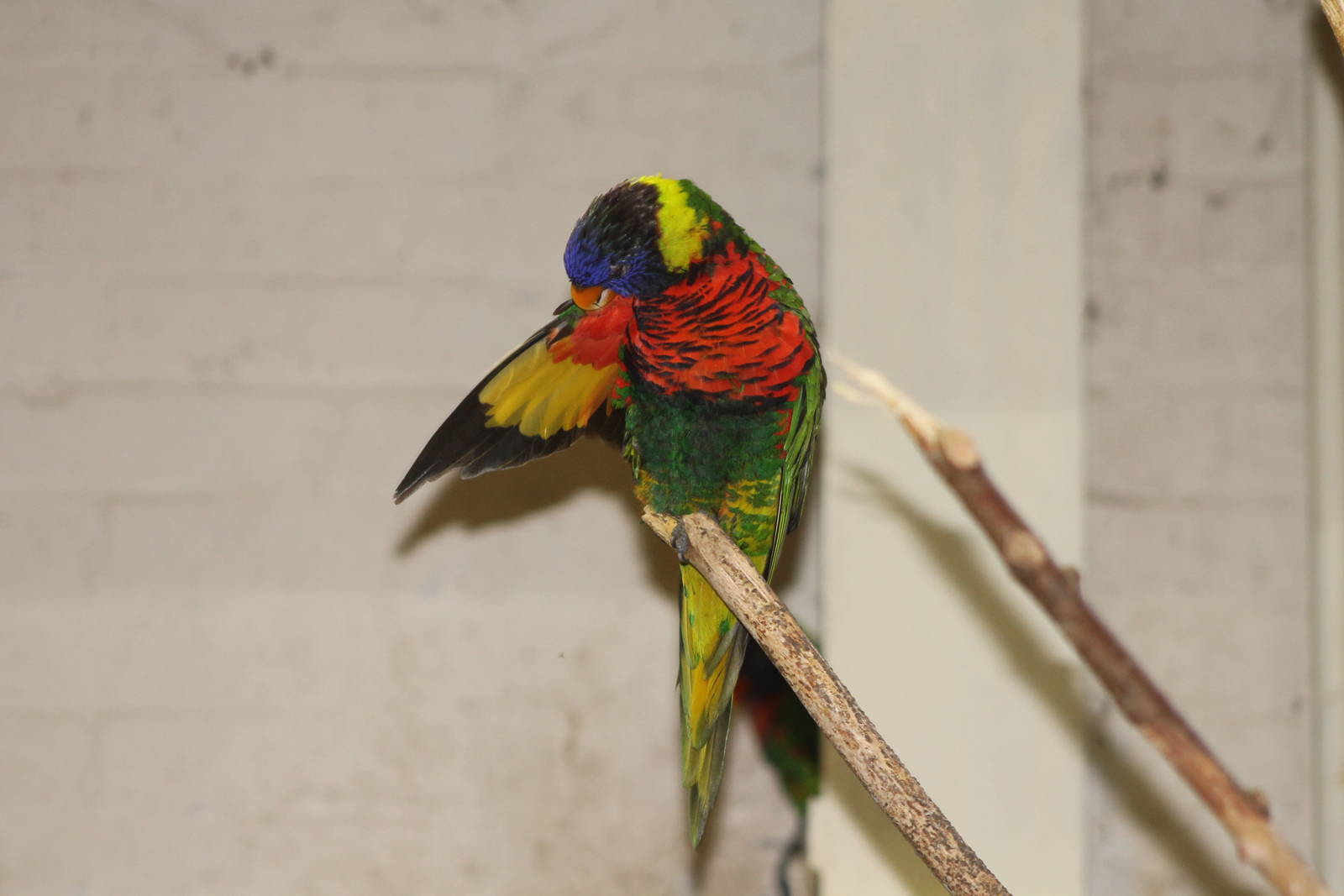 rainbow lorikeet