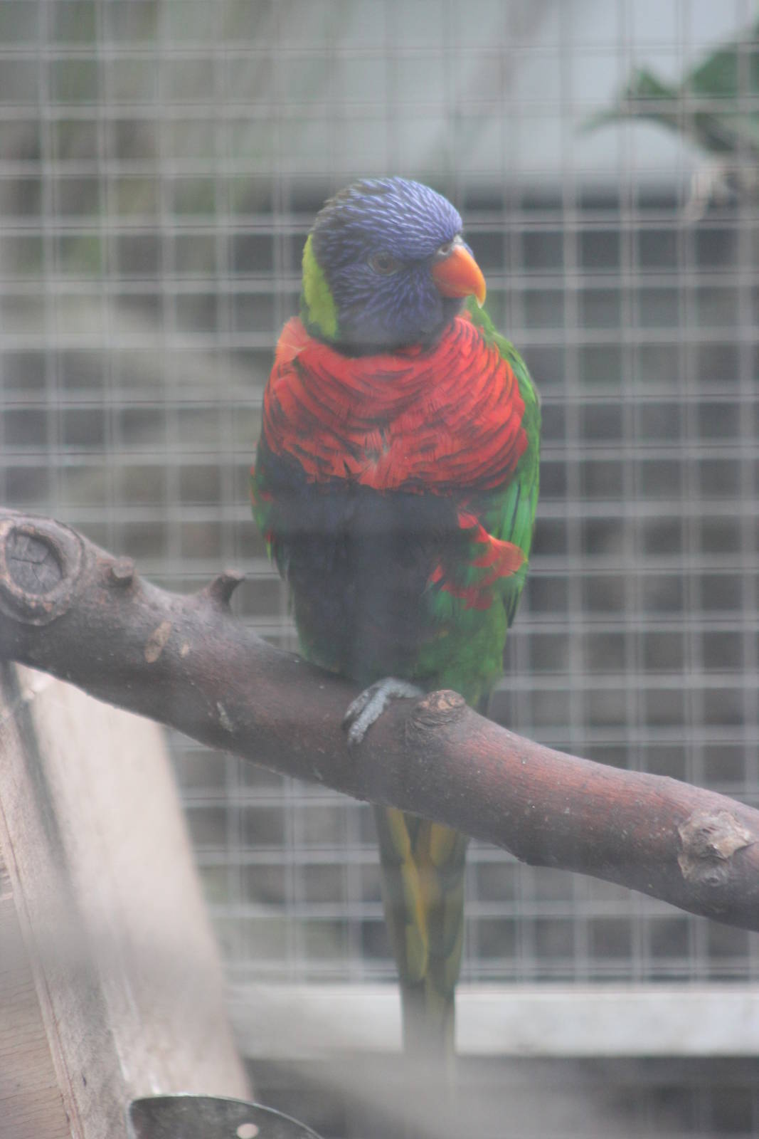Rainbow lorikeet