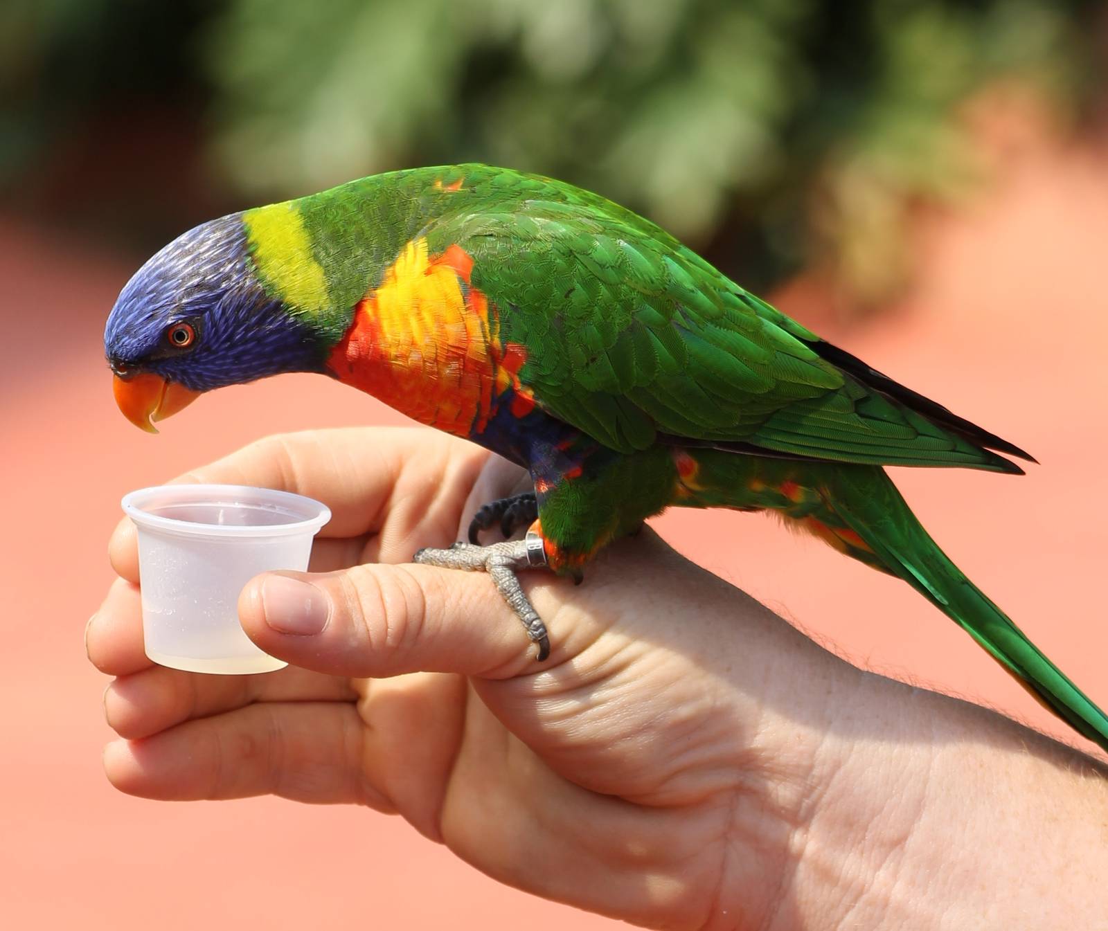Rainbow lorikeet