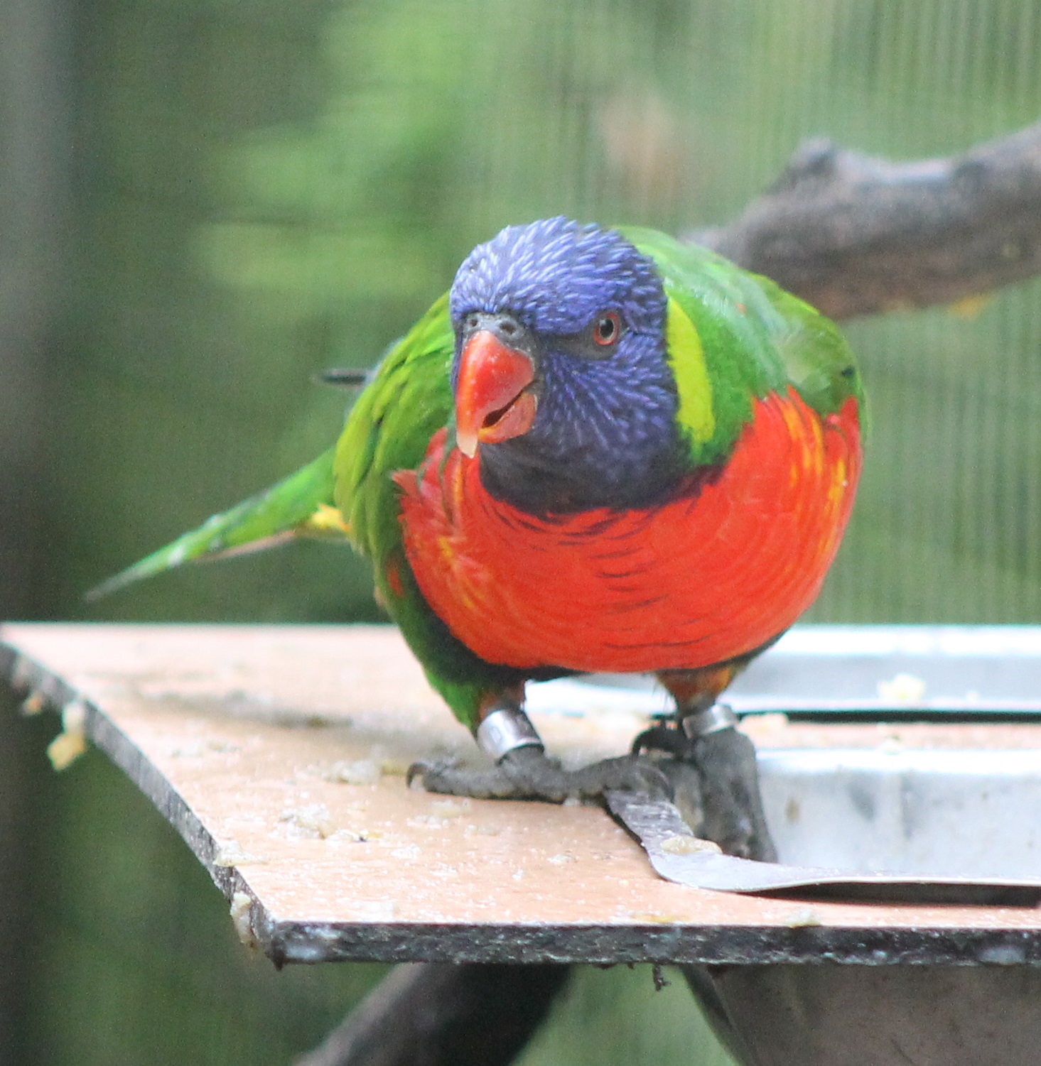 Rainbow lorikeet
