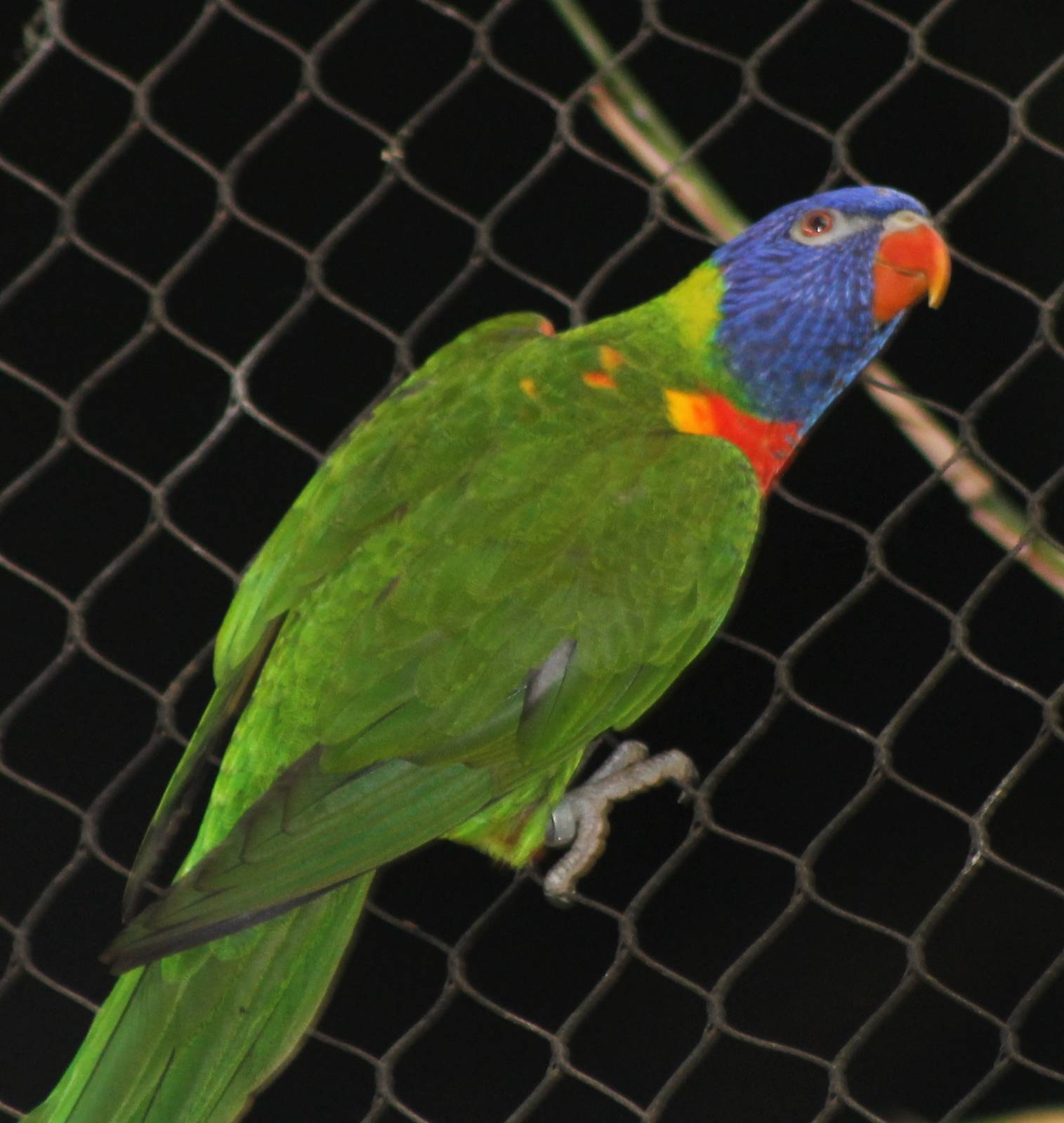 Rainbow lorikeet