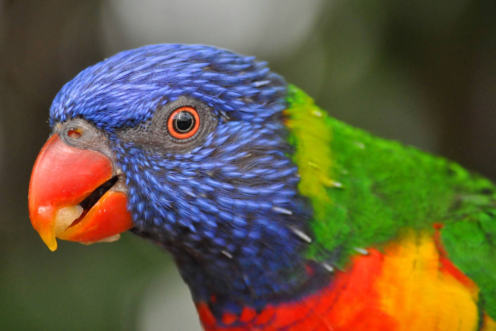 Rainbow Lorikeet
