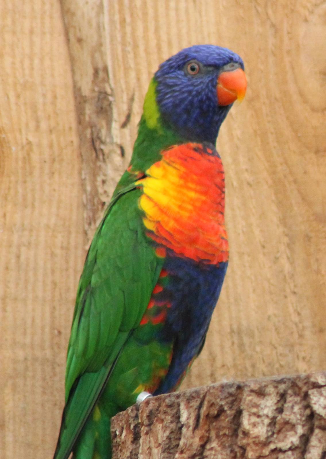 Rainbow lorikeet