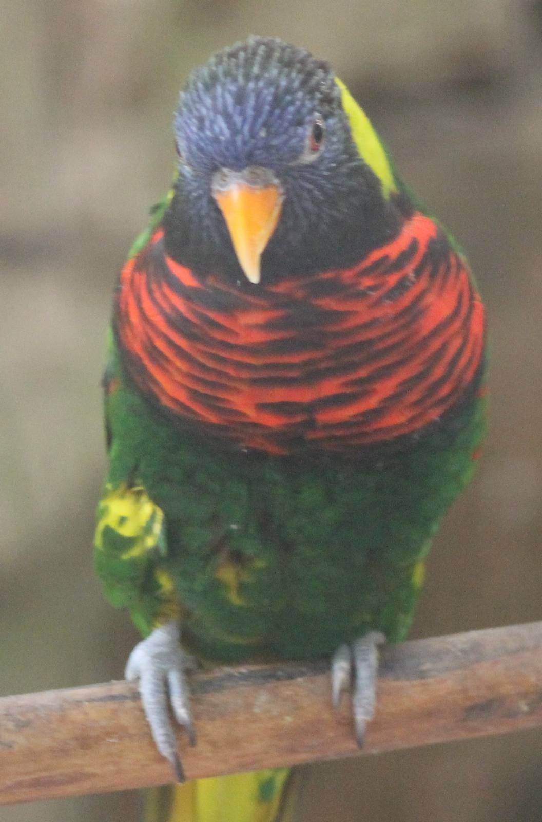 Rainbow lorikeet