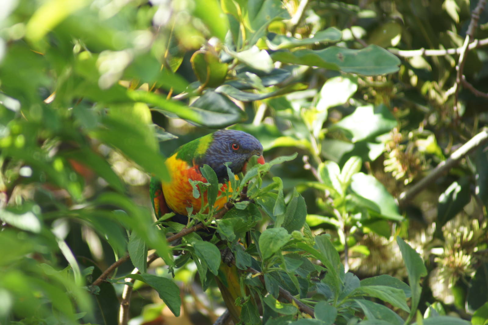 Rainbow lorikeet