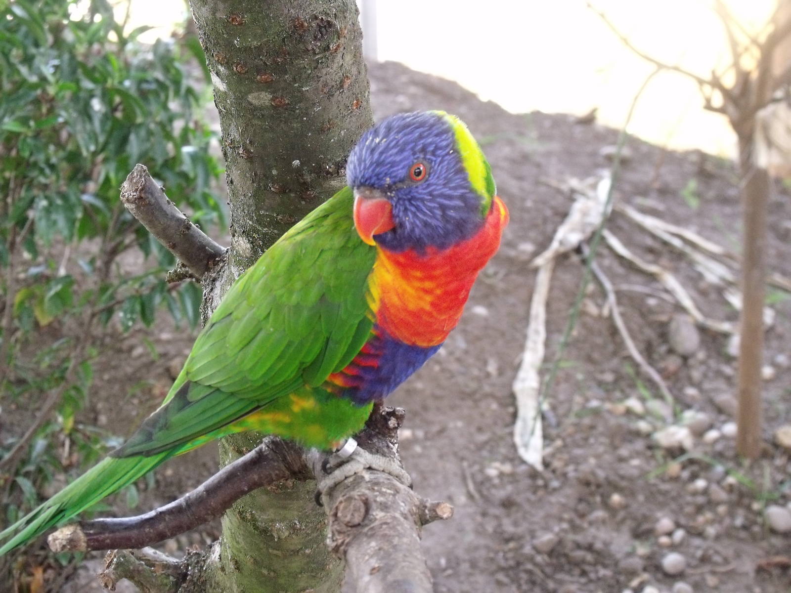 Rainbow Lorikeet