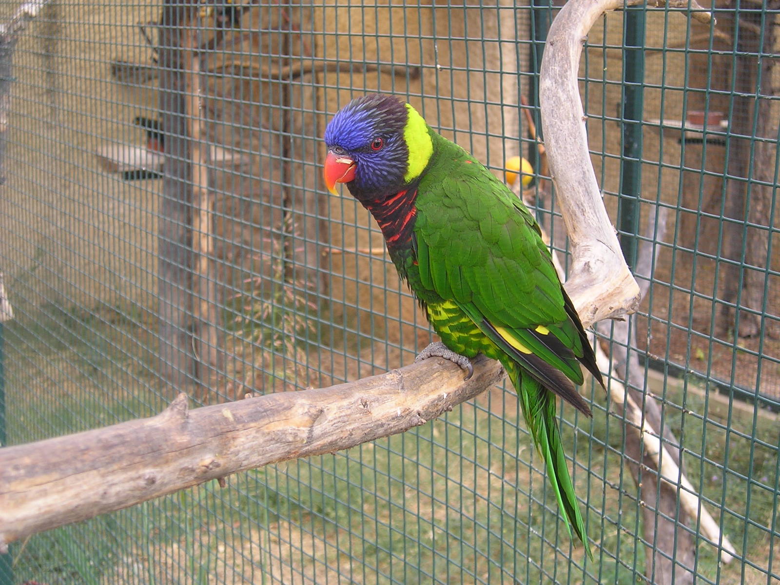Rainbow lorikeet