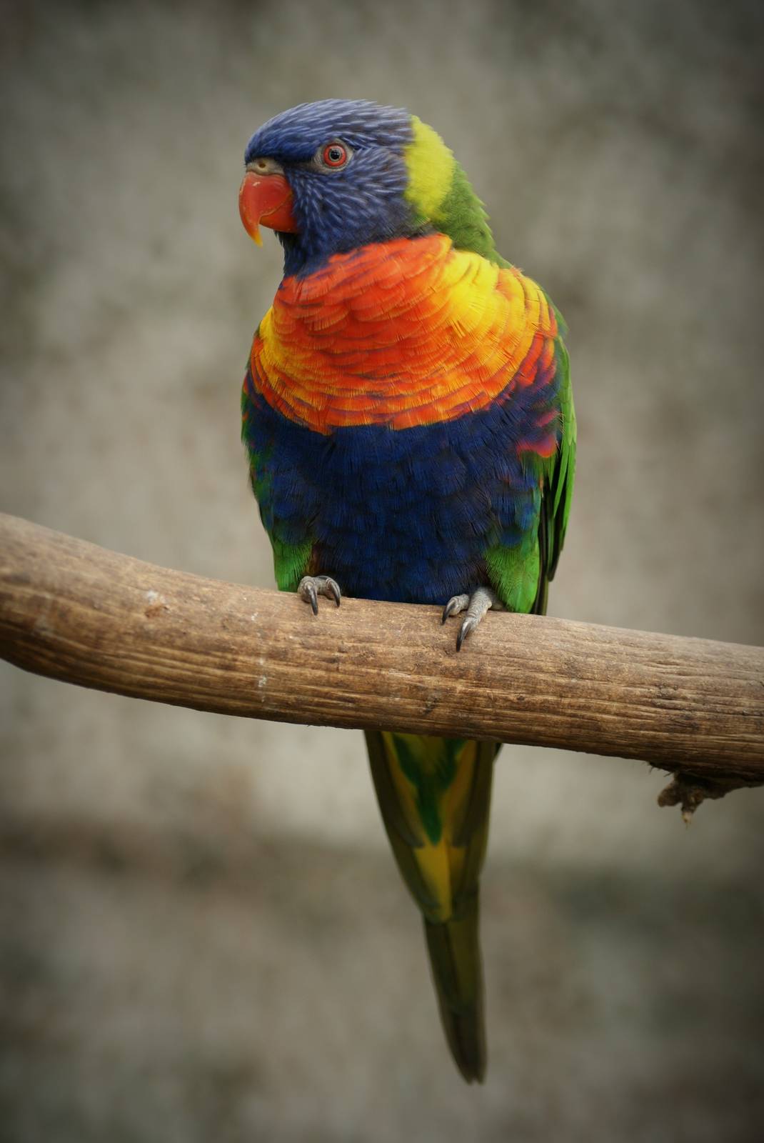 Rainbow lorikeet
