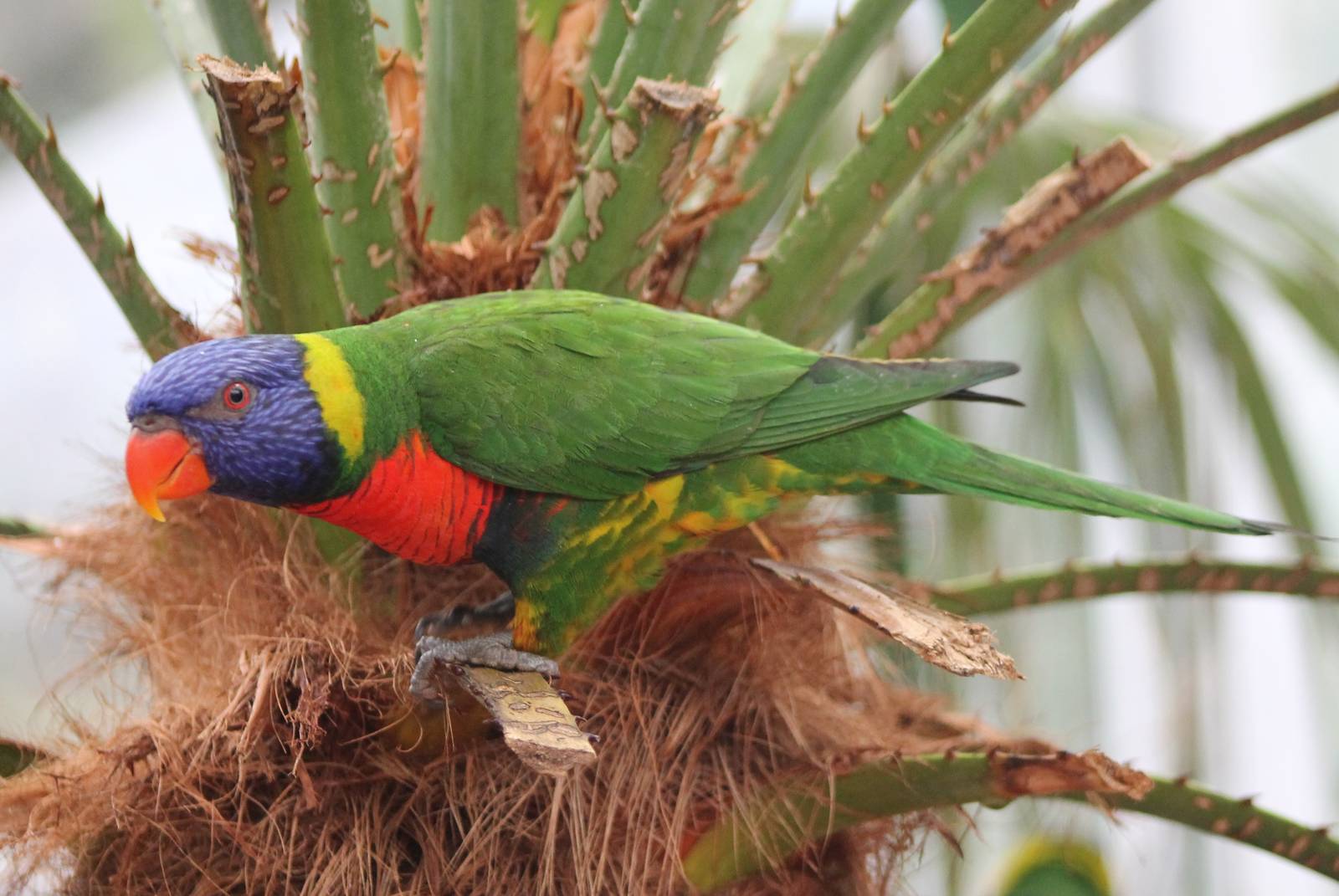 Rainbow lorikeet