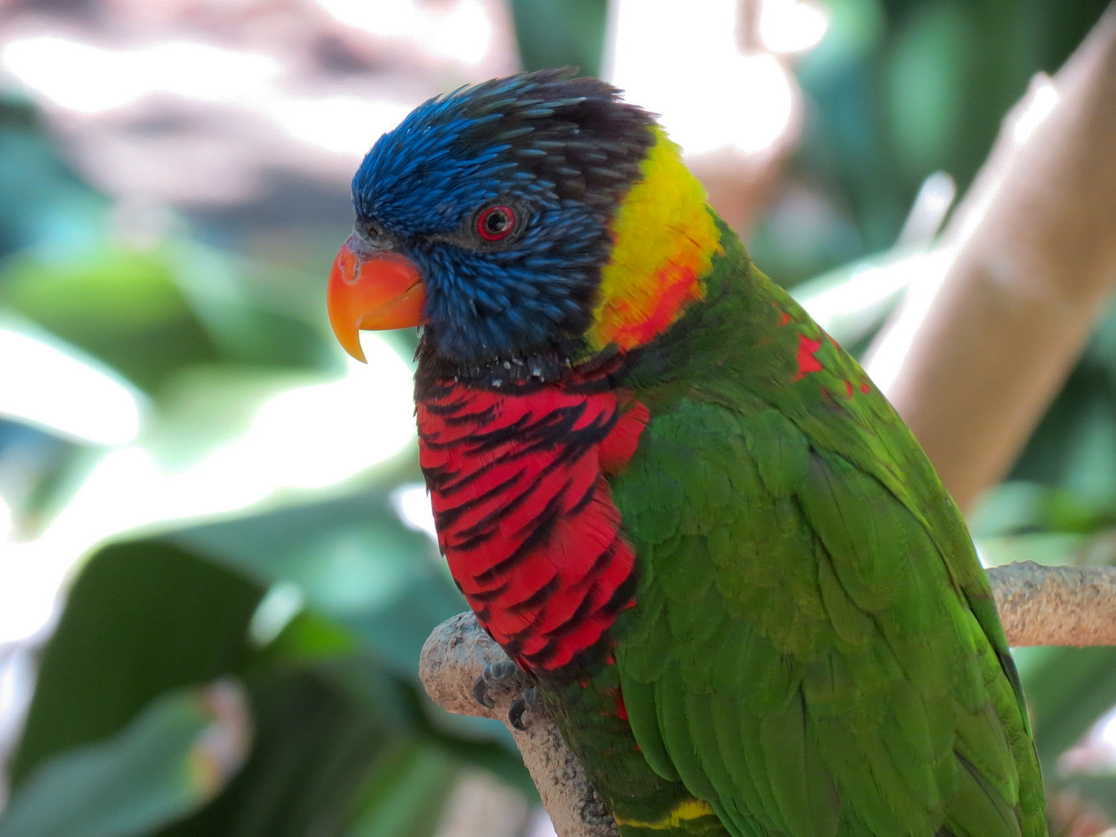 Rainbow Lorikeet